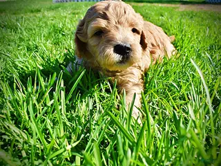 Havapoo dogs Murphy - Ad 22