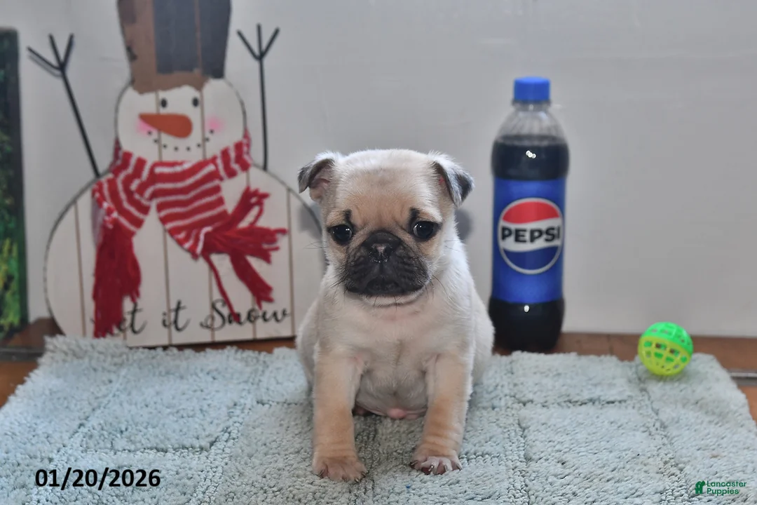 Billy Pug for sale in Emlenton | Lancaster Puppies