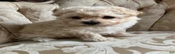 Maltipoo dogs for sale: Sammy - Ad 9
