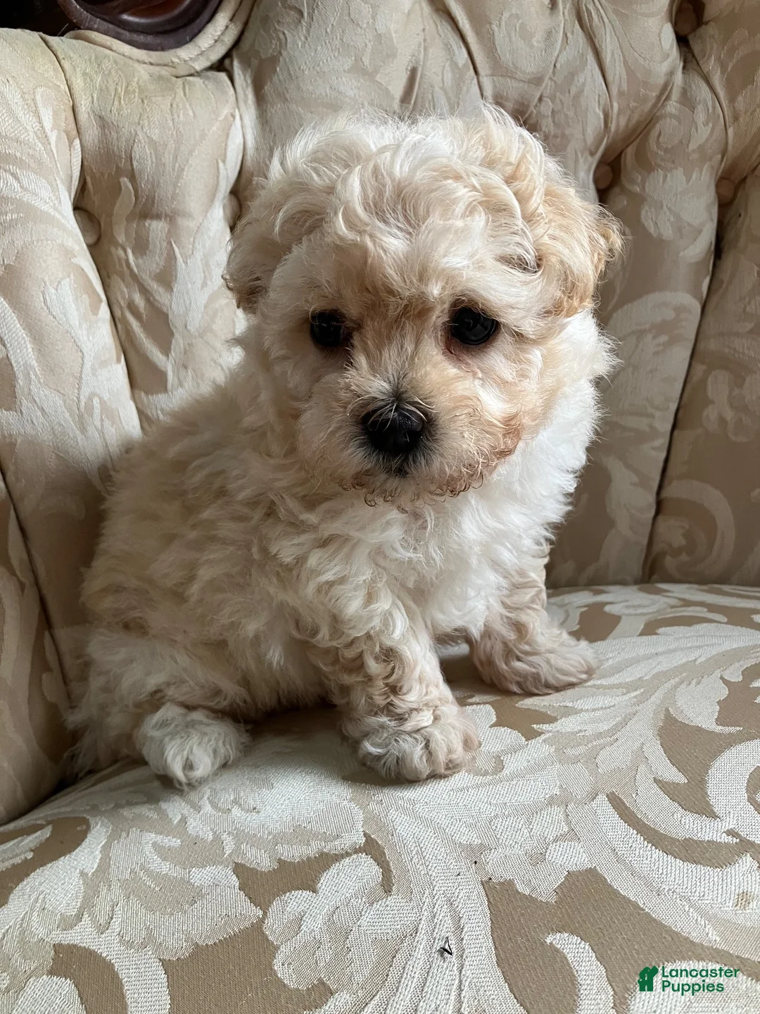 Maltipoo dogs for sale: Sammy - Ad 9