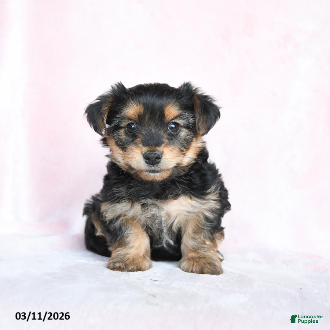 Yorkshire Terrier dogs for sale: Oliver - Ad 1