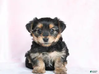 Yorkshire Terrier dogs for sale: Oliver - Ad 1