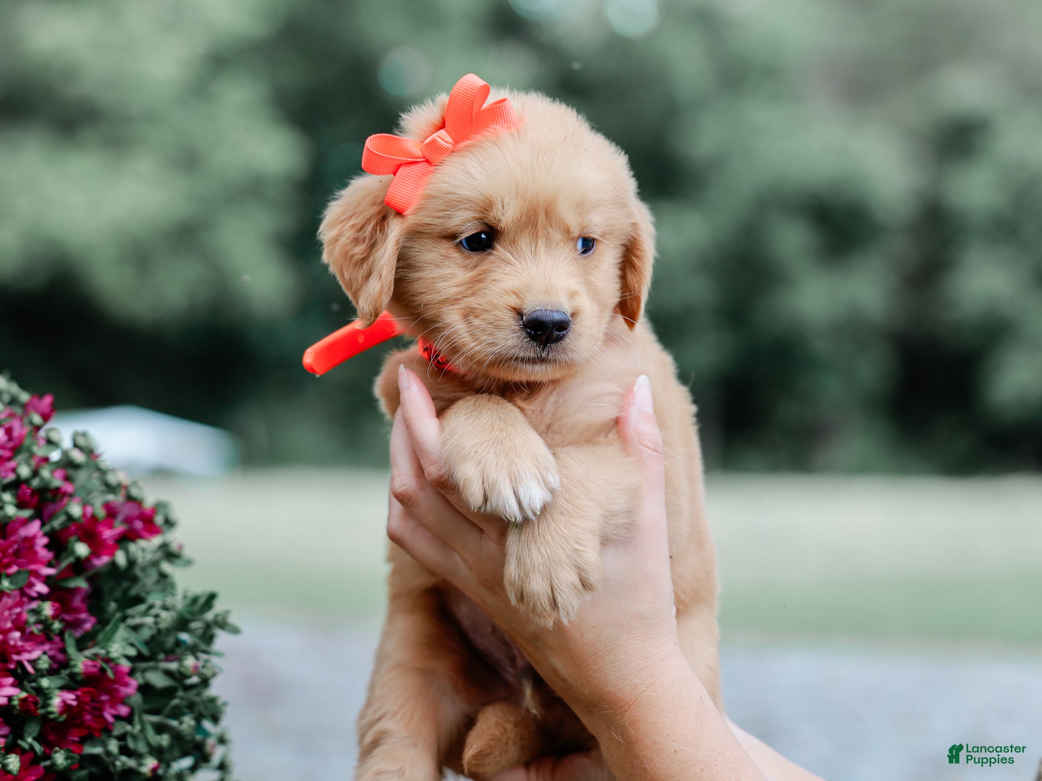 Golden Retriever dogs Alex AKC Golden Retriever Pup - Ad 2