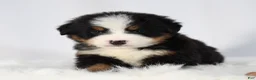 Bernese Mountain Dog dogs for sale: Bernese Mountain Dog Puppy 1 - Ad 4