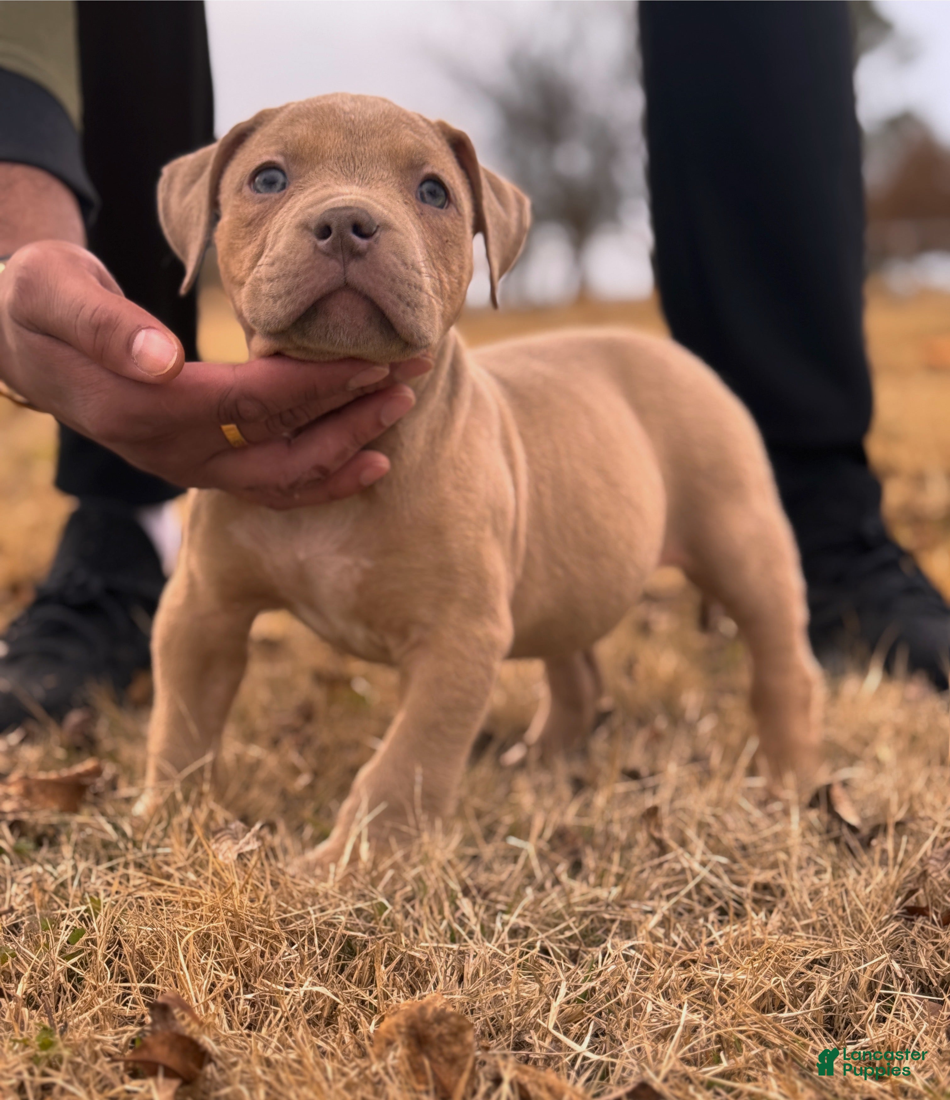American Bully dogs Champagne  - Ad 12