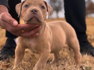 American Bully dogs Champagne - Ad 12
