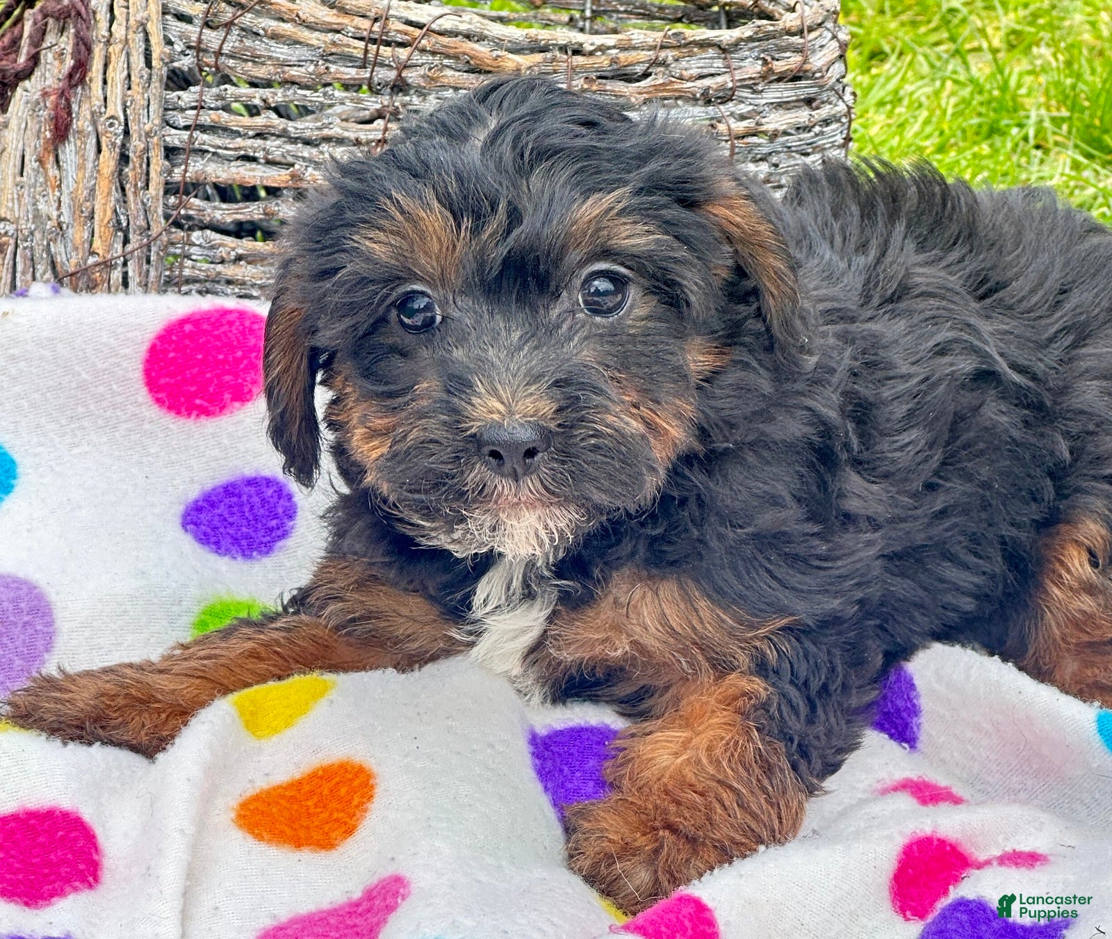 Yorkiepoo Patrick