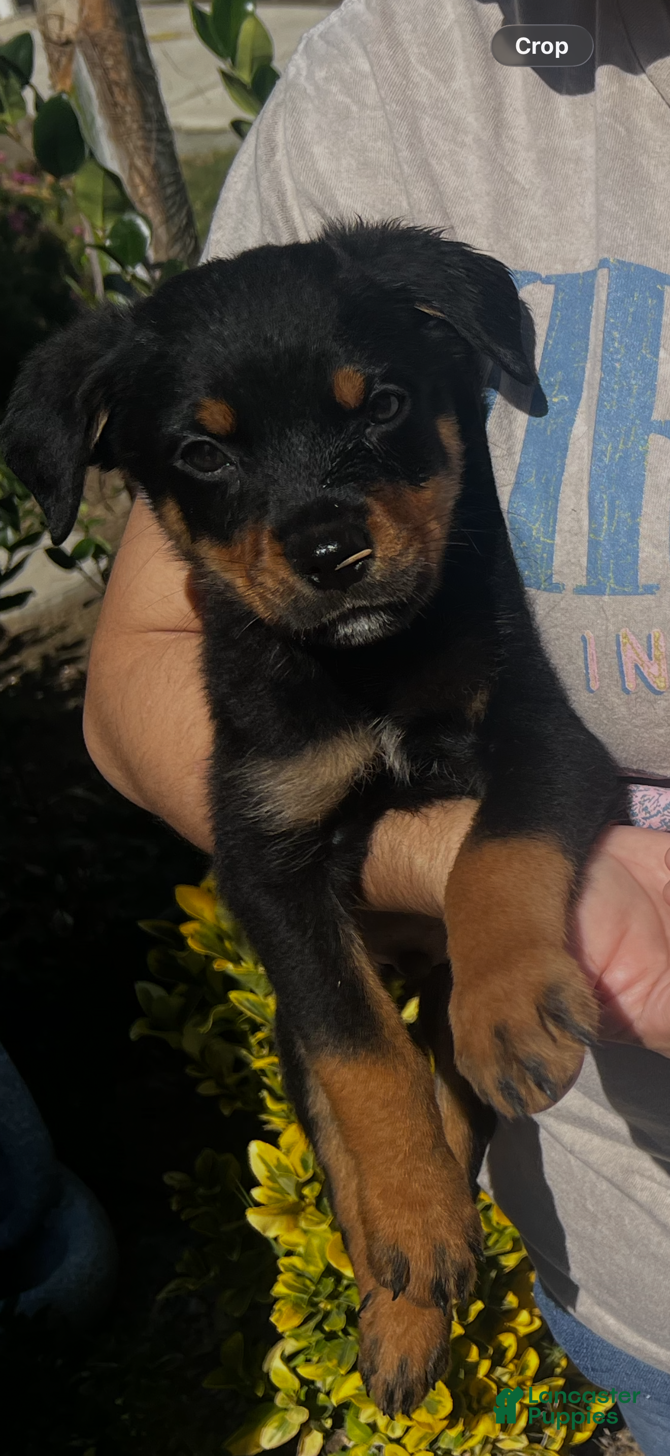 Rottweiler dogs Rottweiler Puppy 1 - Ad 1