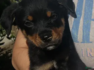 Rottweiler dogs for sale: Rottweiler Puppy 1 - Ad 3
