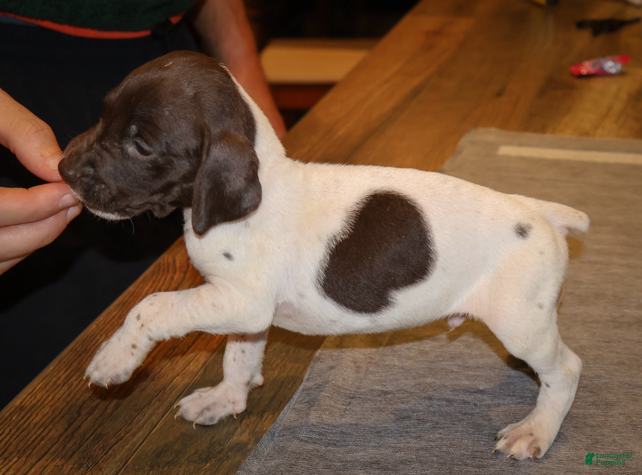 German Shorthaired Pointer dogs Rooster, liver/white - Ad 1
