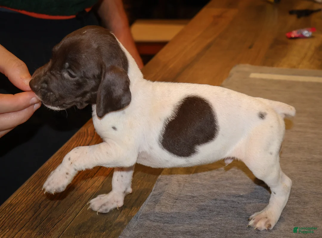 German Shorthaired Pointer dogs for sale: Rooster, liver/white - Ad 1
