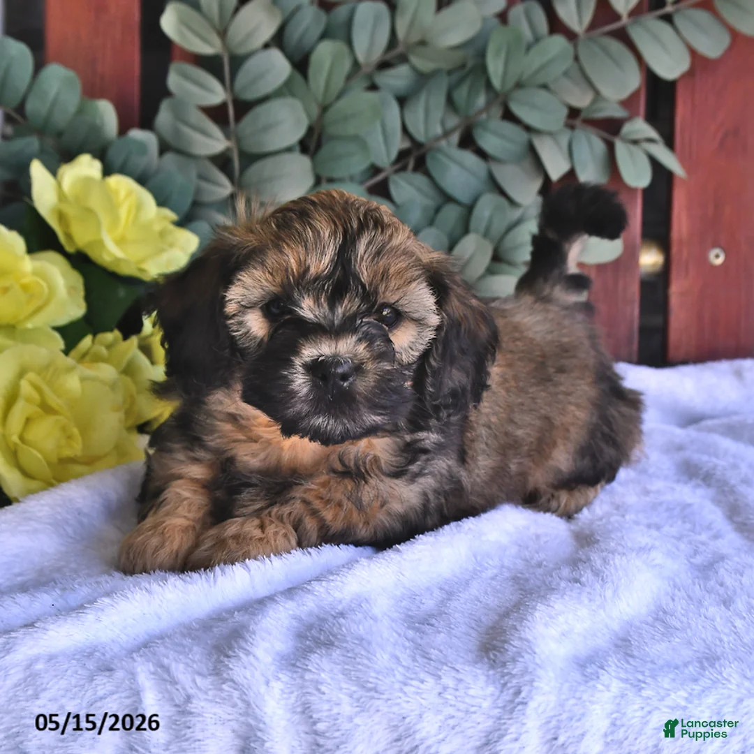 Shihpoo dogs for sale: Cassie    - Ad 2