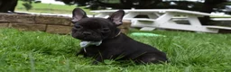 French Bulldog dogs for sale: Sarge  - Ad 4