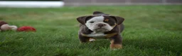 Beabull dogs for sale: Echo - Ad 12