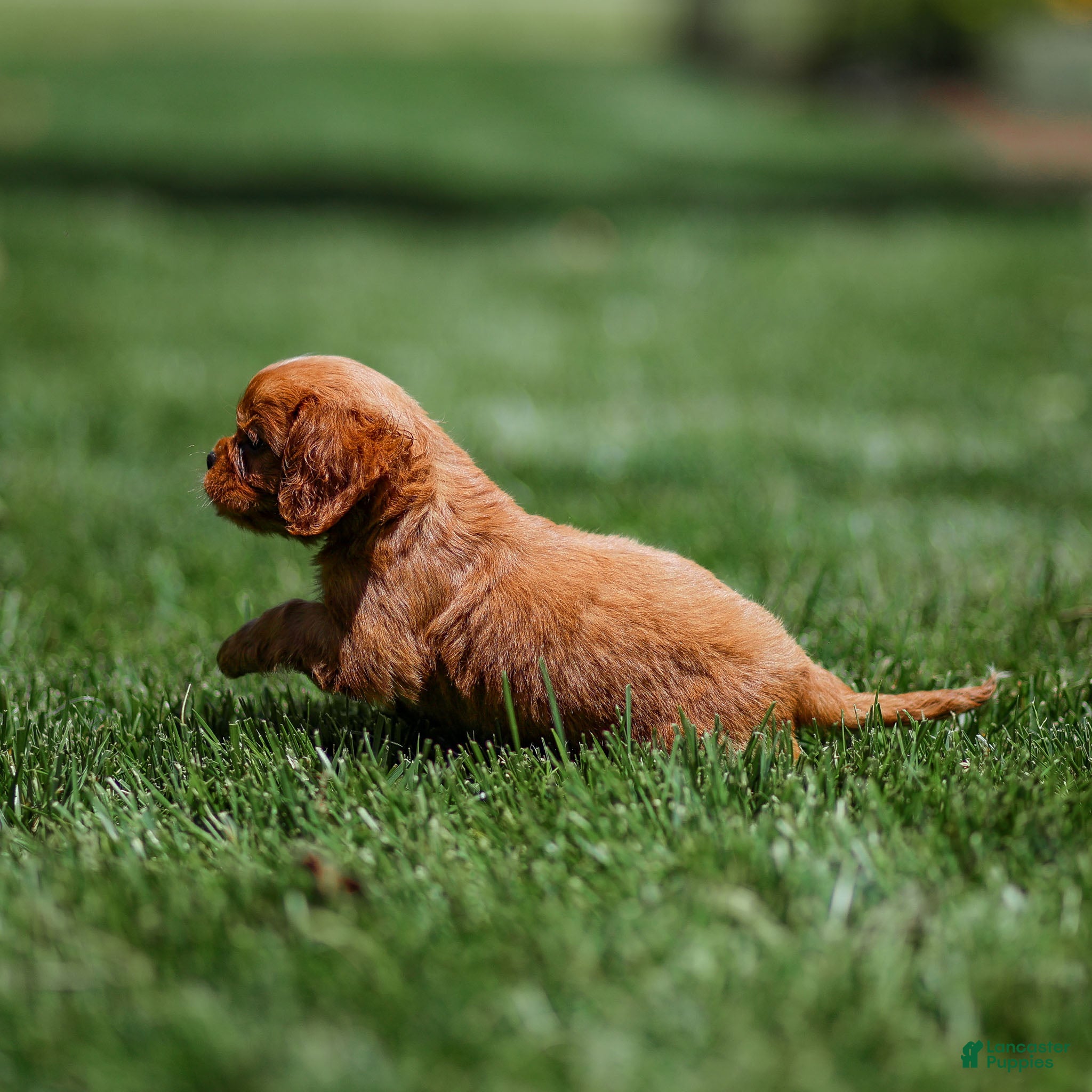 Cavalier King Charles Spaniel dogs Pepper Cavalier King Charles Spaniel Puppy  - Ad 2