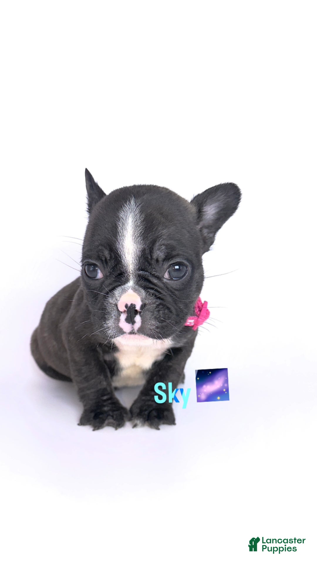 French Bulldog dogs Sky 🌌🐾 - Ad 23