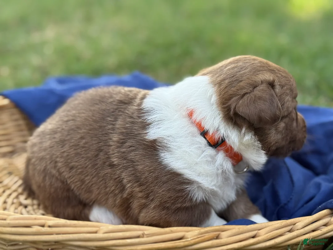 Mixed Breed dogs for sale: Orange collar boy - Ad 2