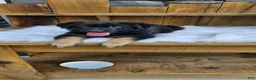 German Shepherd dogs for sale: German Shepherd 4 - Ad 2