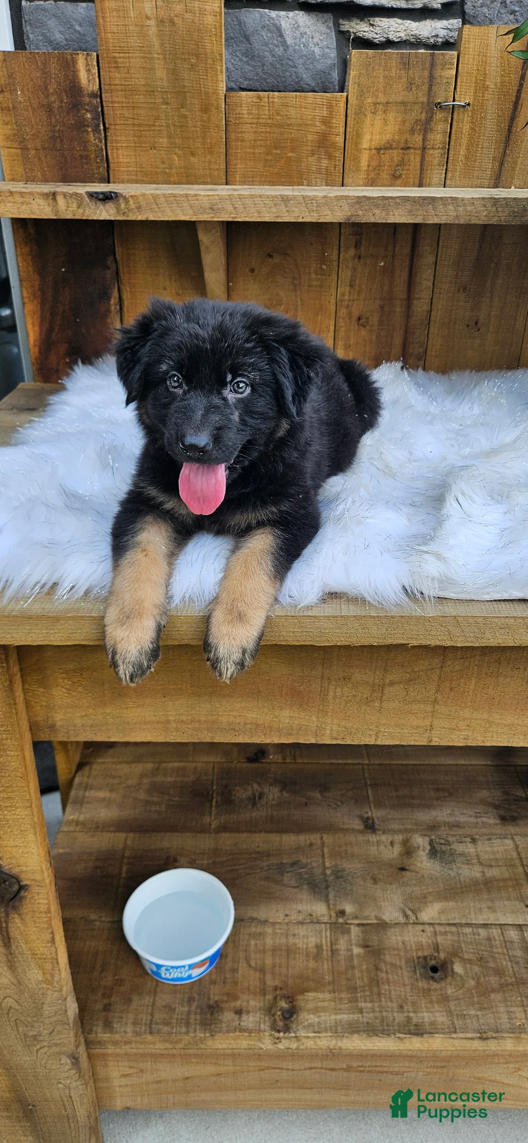 German Shepherd dogs for sale: German Shepherd 4 - Ad 2