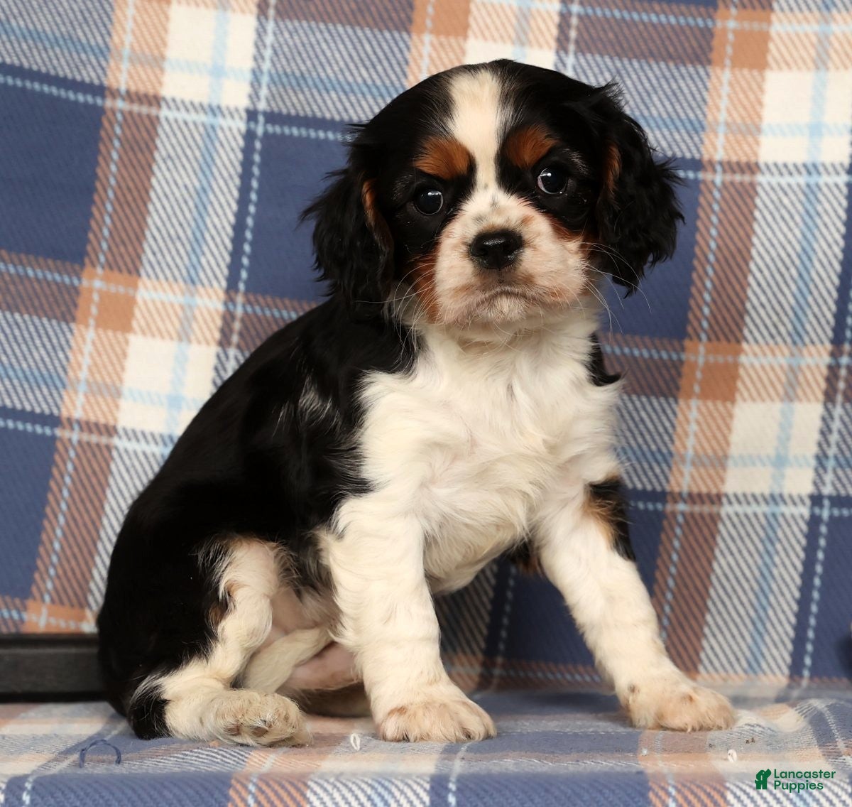 Cavalier King Charles Spaniel dogs Cutie - Ad 2