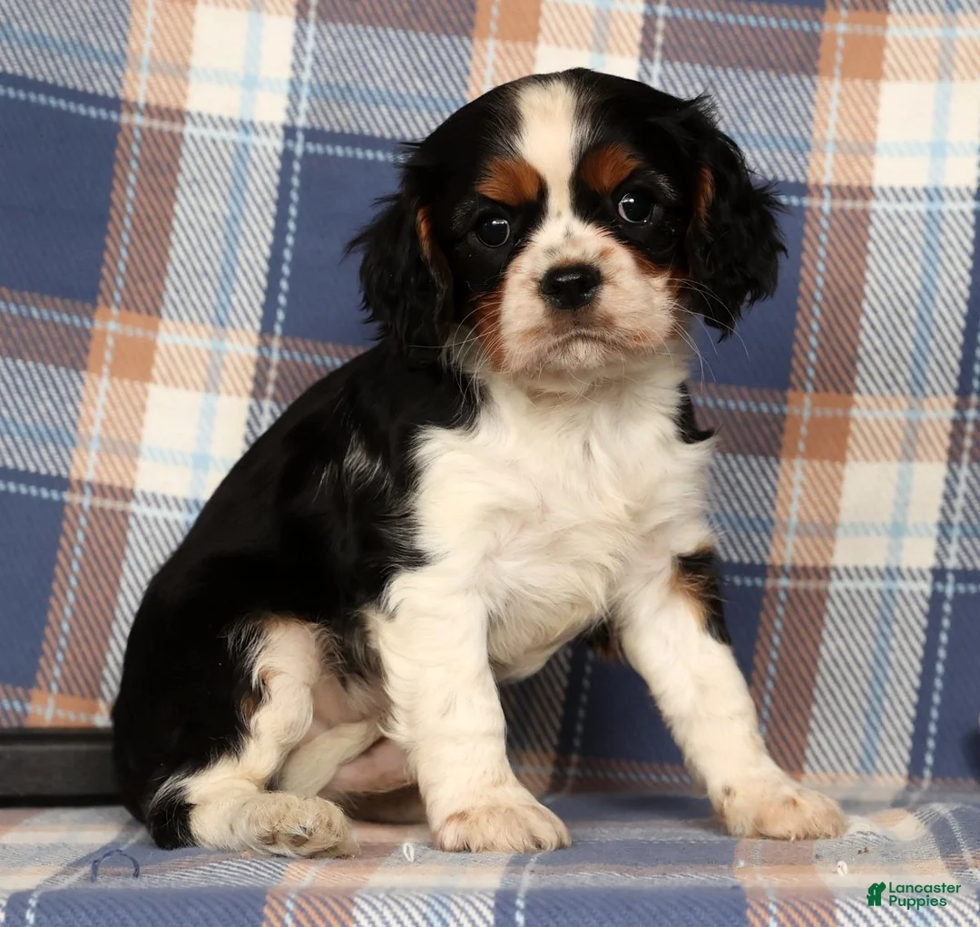 Cavalier King Charles Spaniel dogs for sale: Cutie - Ad 2