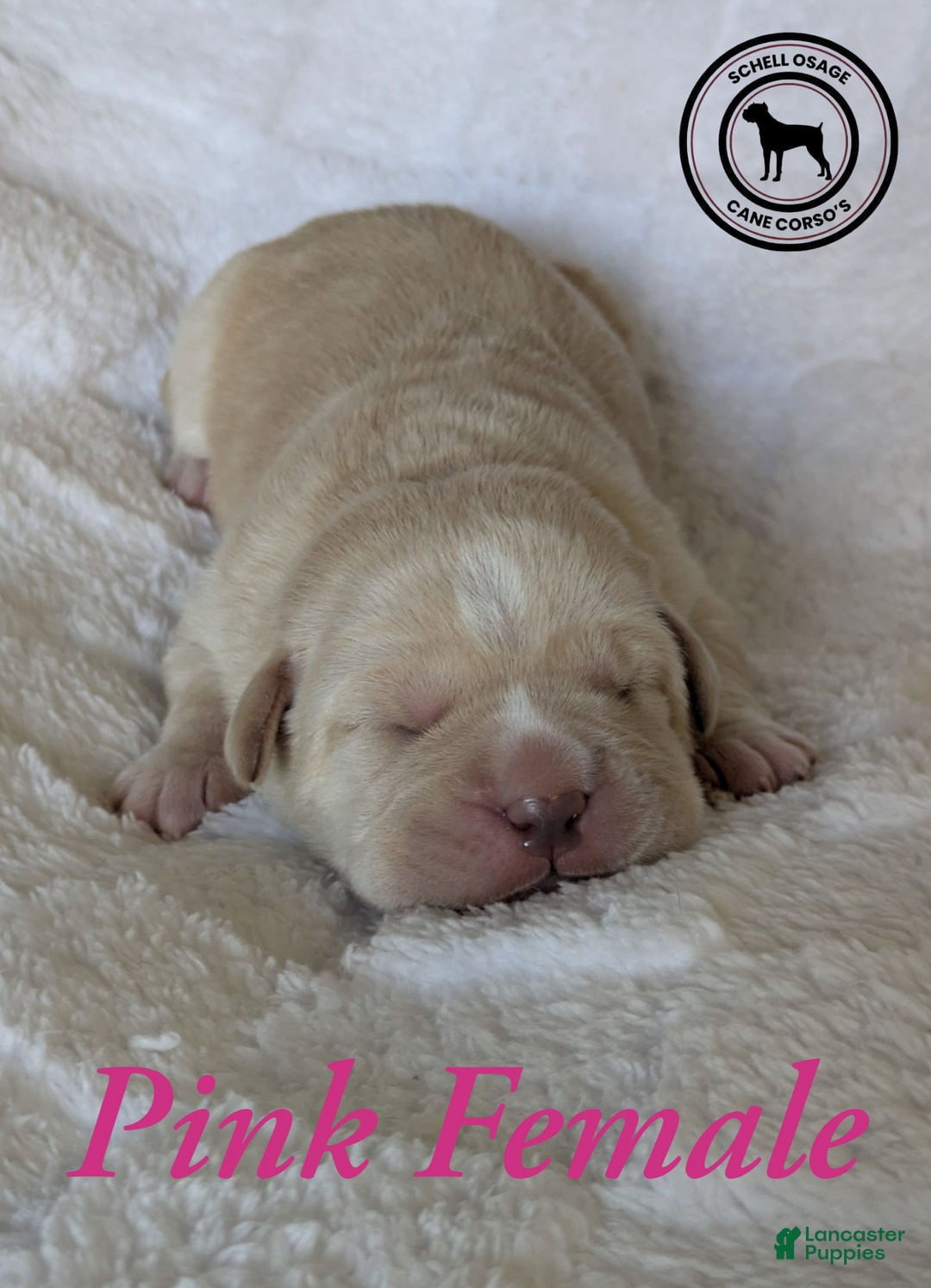 Cane Corso dogs for sale: Pink  - Ad 5