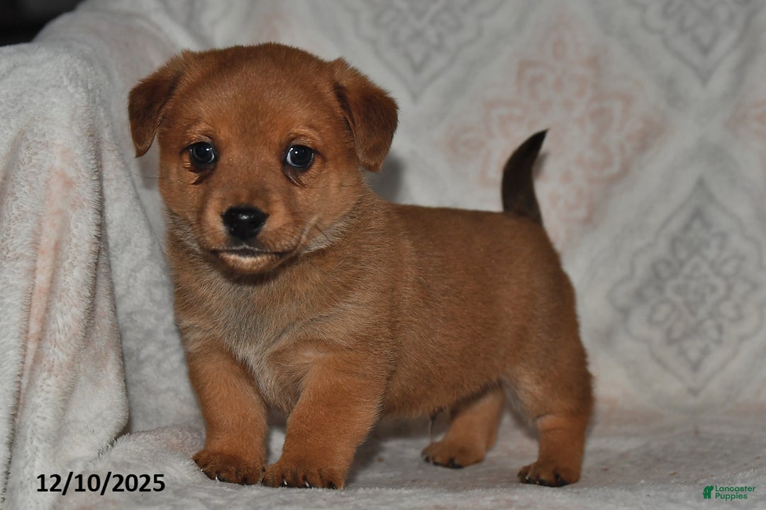 Mixed Breed dogs for sale: Jake - Ad 2