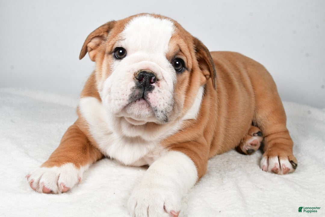 Beabull dogs for sale: Kyler - Ad 6