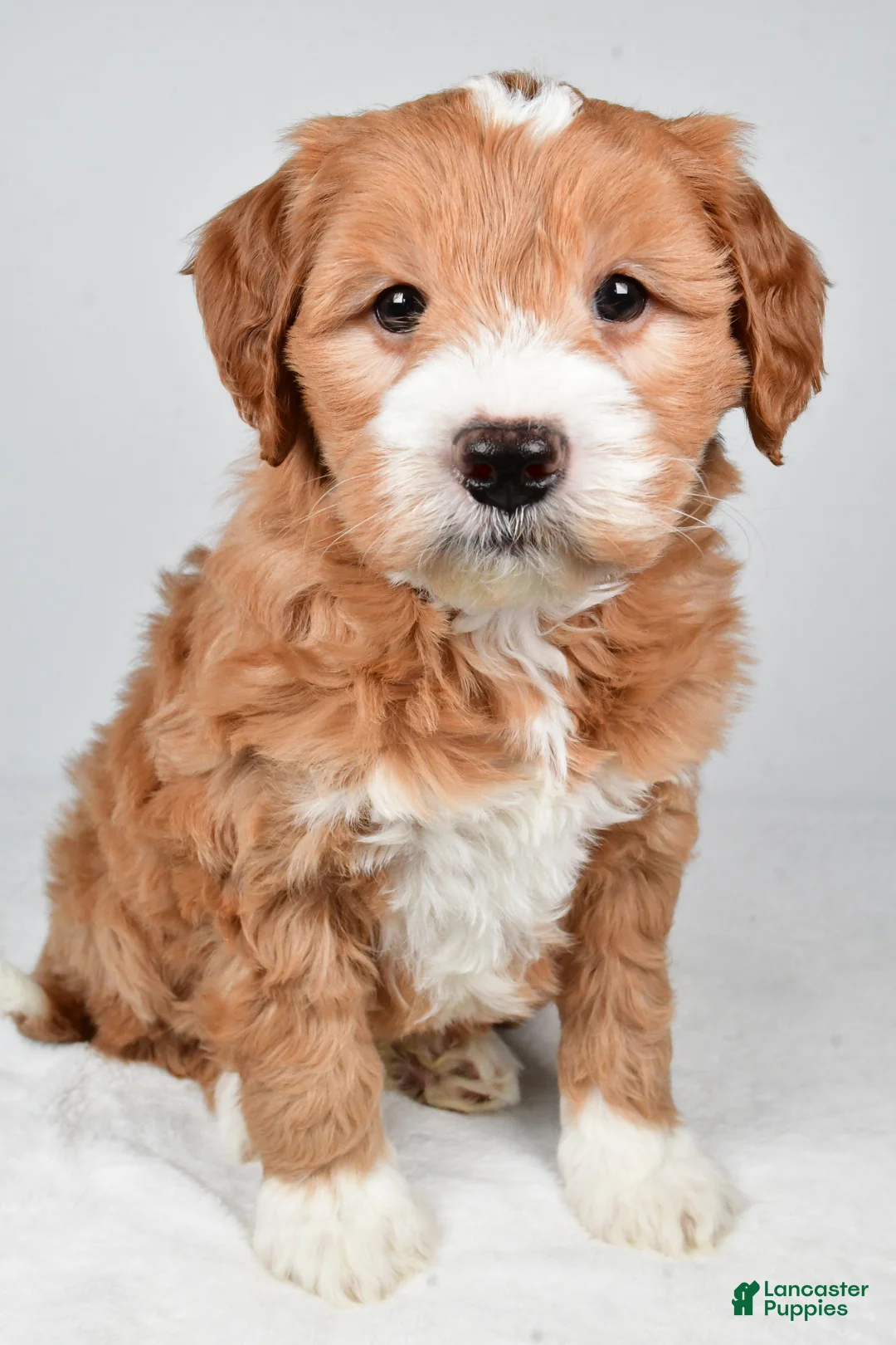 Mini Goldendoodle dogs for sale: Monica - Ad 2