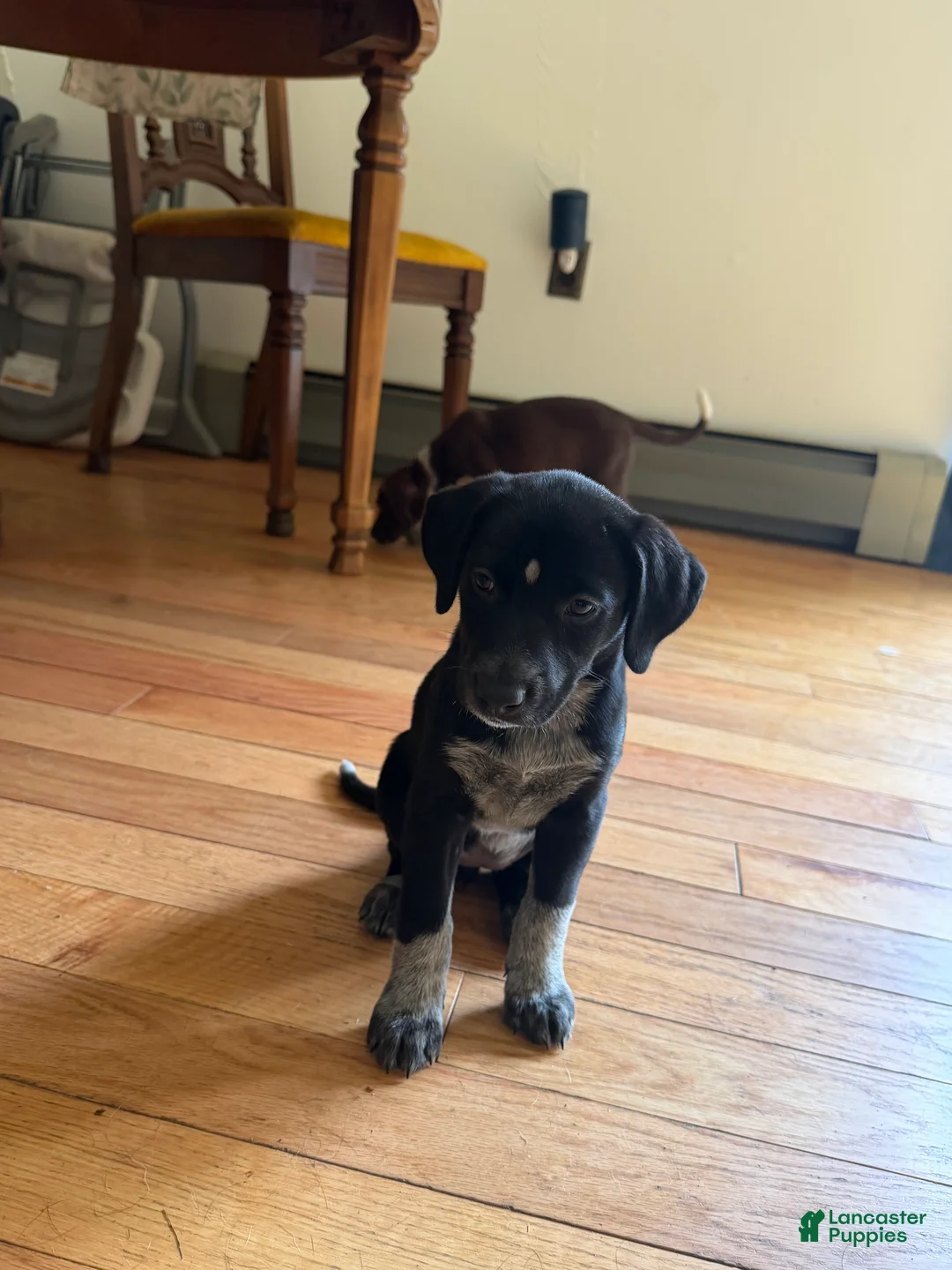 Mixed Breed dogs for sale: Mixed Breed 3 - Ad 2