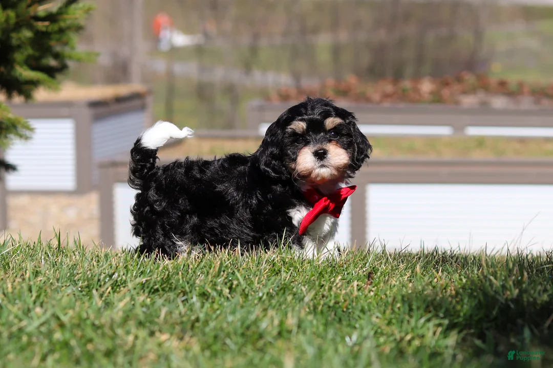 Cavapoo dogs for sale: Henry - Ad 2