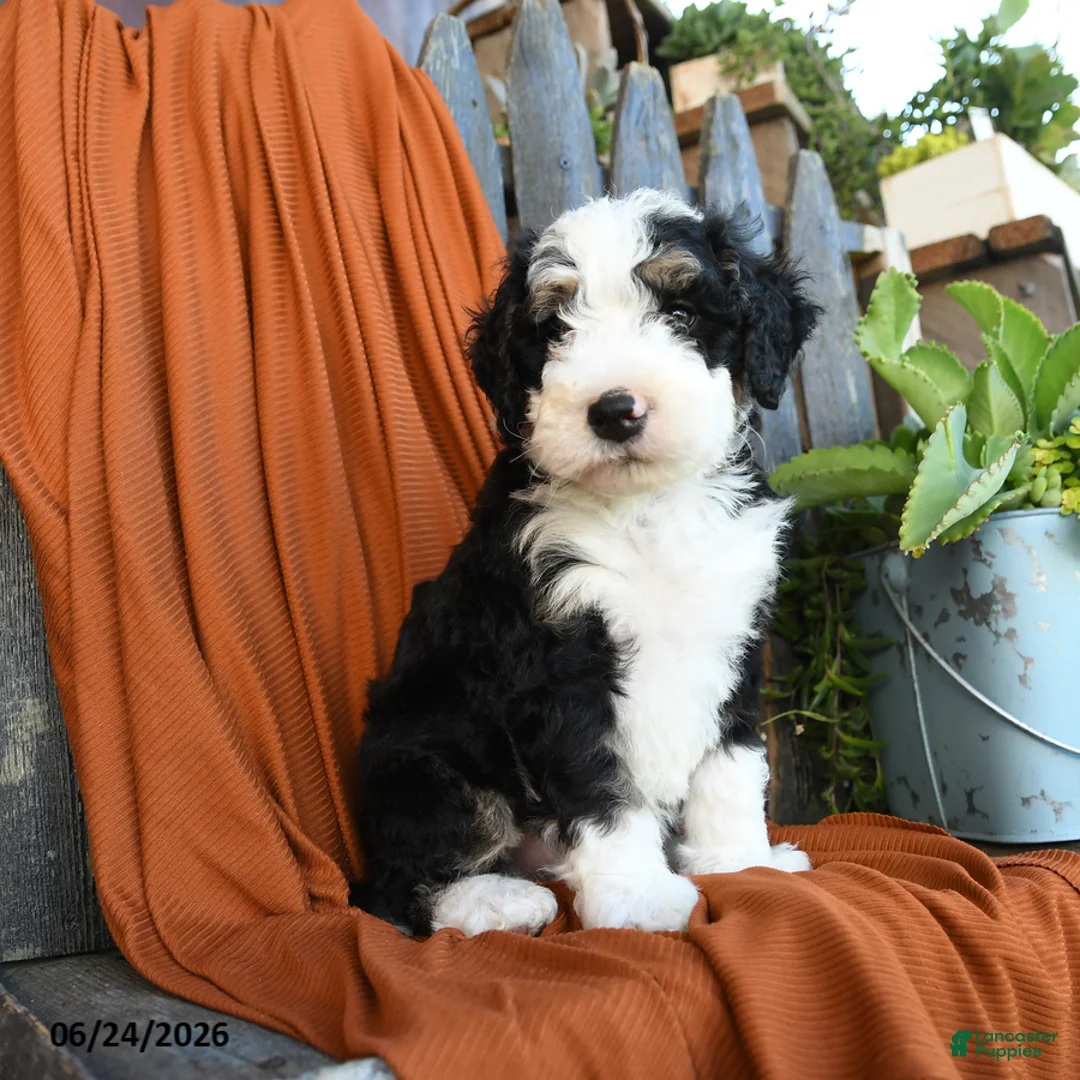 Bernedoodle dogs for sale: Quake - Ad 1