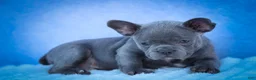 Frenchton dogs for sale: Quinn - Ad 19