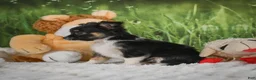 Chihuahua dogs for sale: Paige - Ad 6