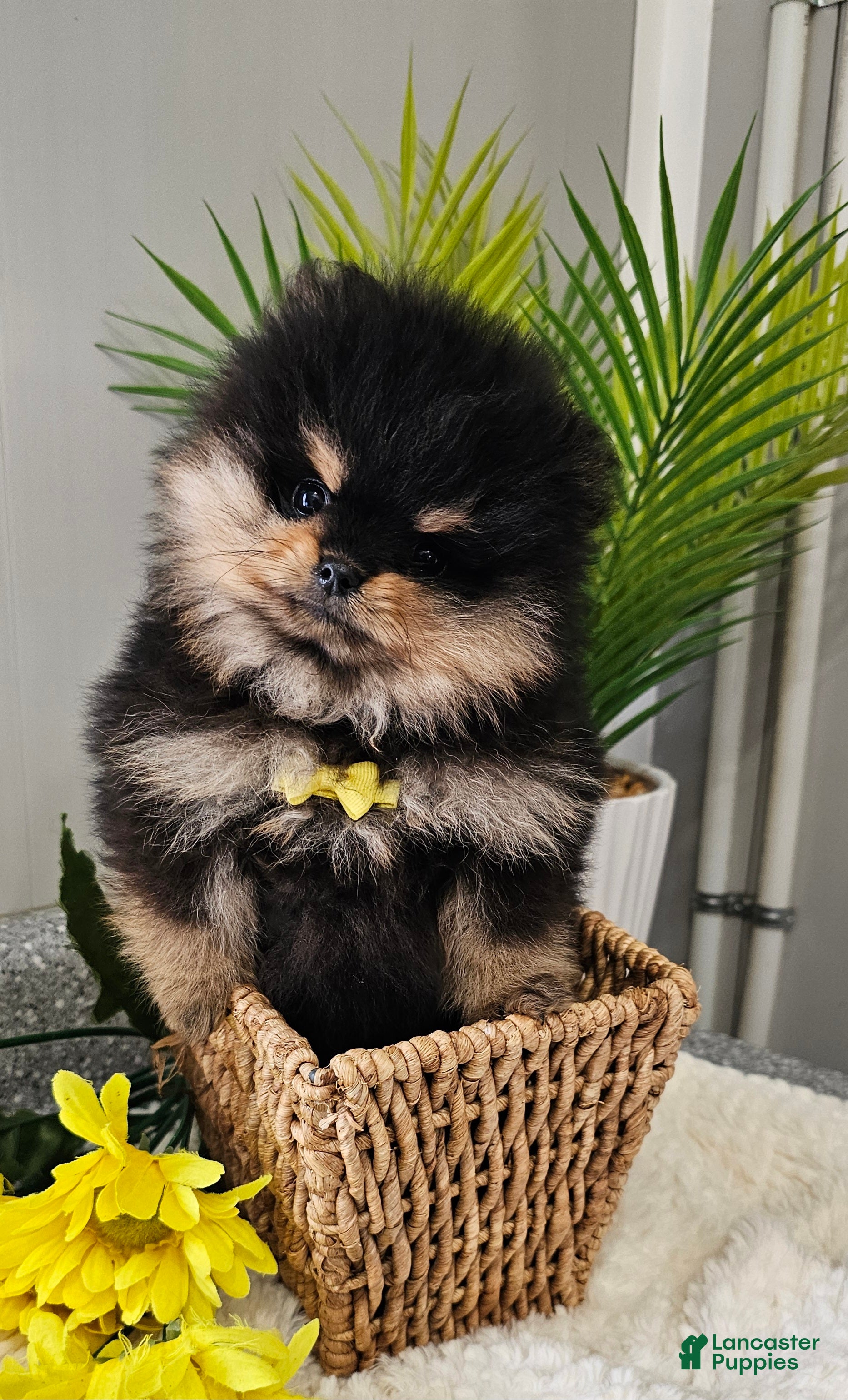 Pomeranian dogs Tiny Teddy Bear  - Ad 2