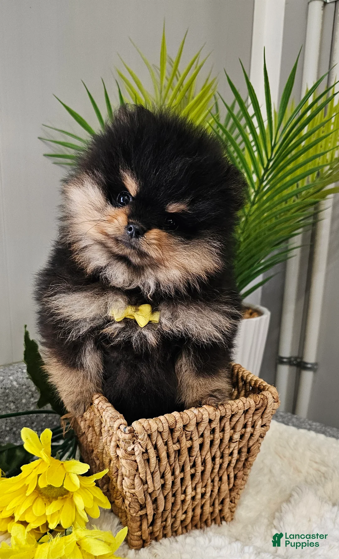 Pomeranian dogs for sale: Tiny Teddy Bear  - Ad 2