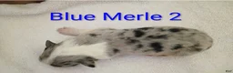 Border Collie dogs for sale: Border Collie 7 - Ad 3
