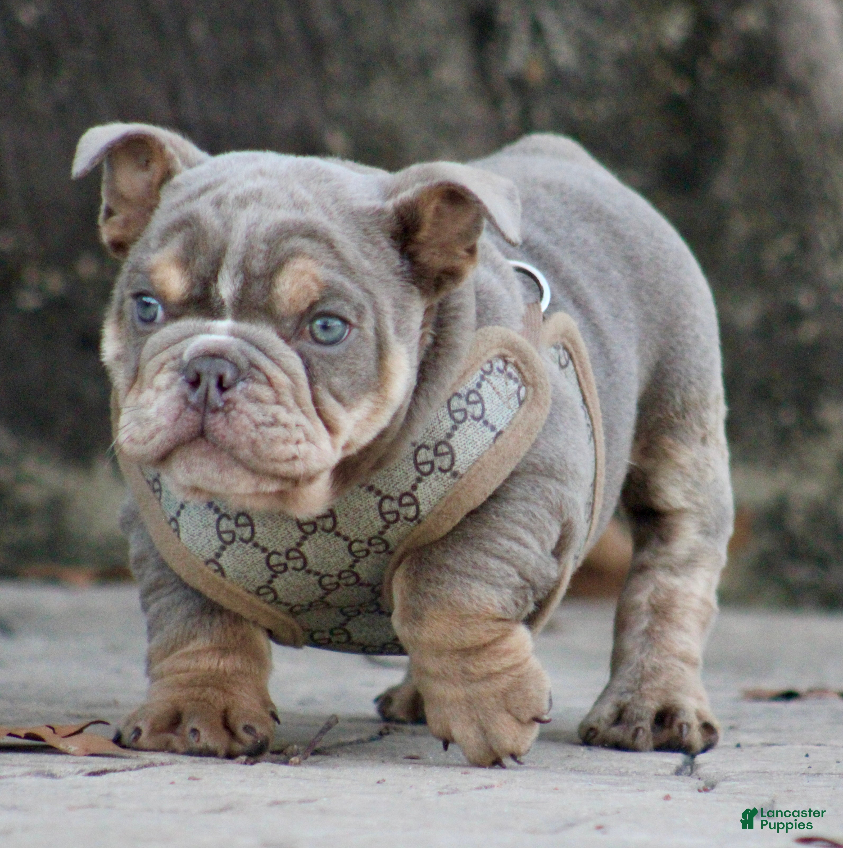 English Bulldog dogs English Bulldog Puppy 1 - Ad 2
