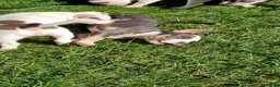 American Bully dogs for sale: American Bully 3 - Ad 14
