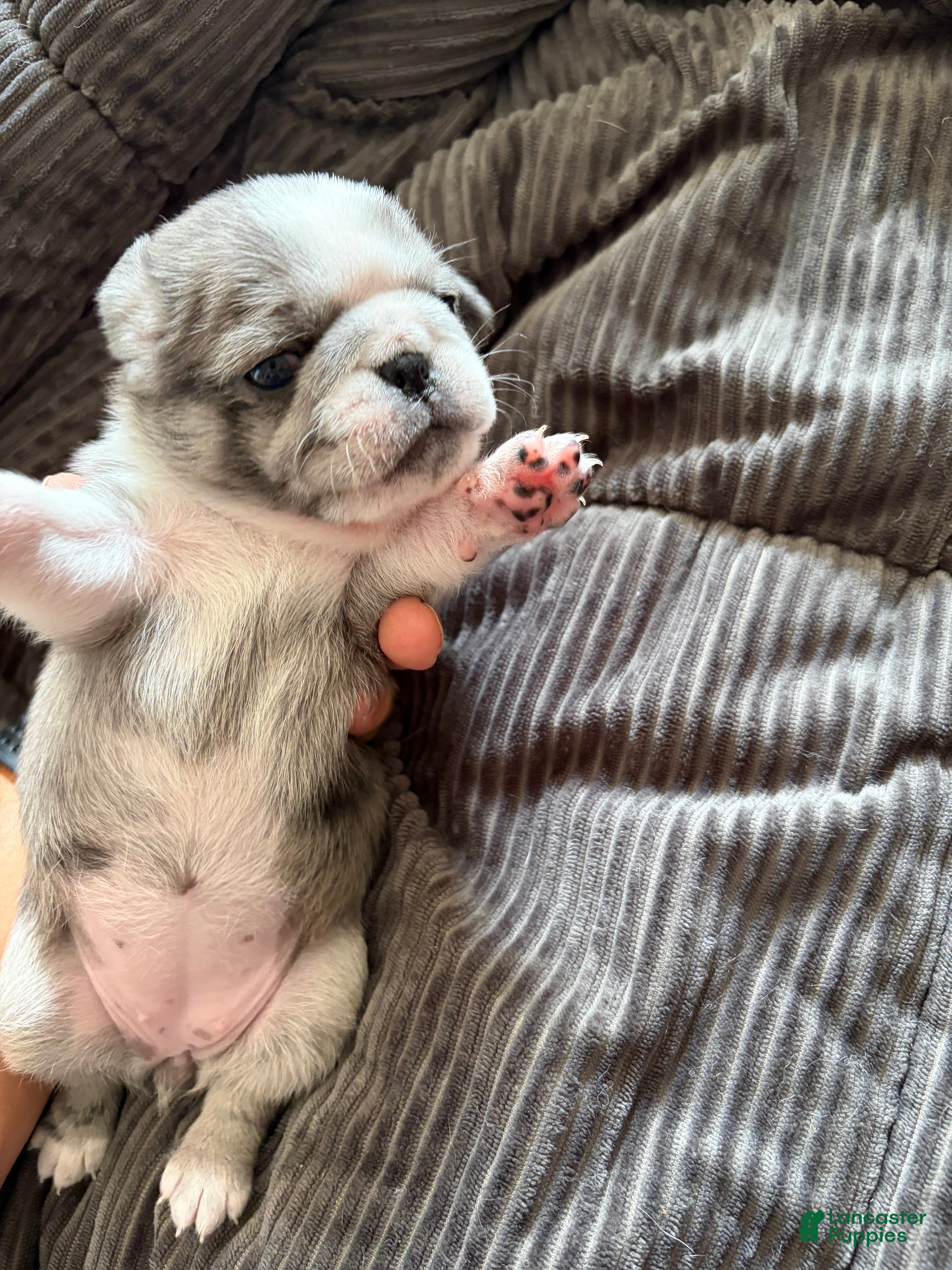 Pug dogs Whoopie pie - Ad 1