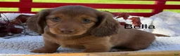 Miniature Dachshund dogs for sale: Bella - Ad 1