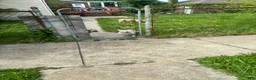 American Bully dogs for stud: Micro Merle stud bama  - Ad 3