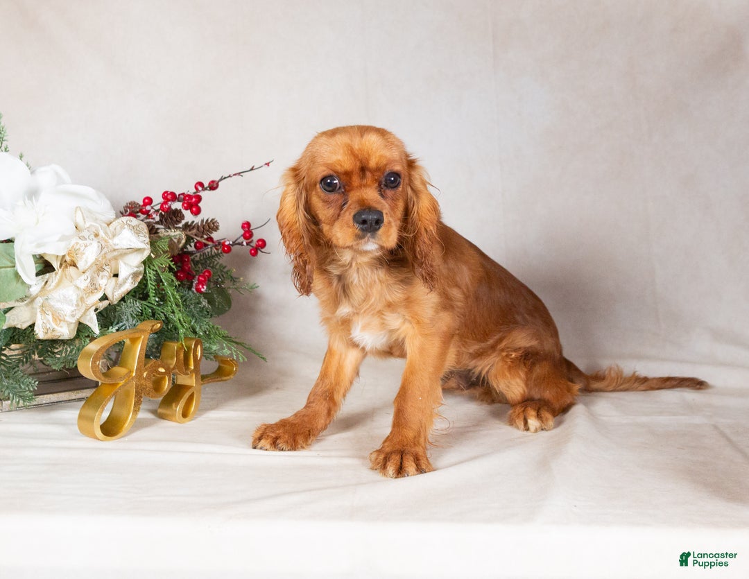 Cavalier King Charles Spaniel dogs for sale: Cavalier King Charles Spaniel Puppy 2 - Ad 2