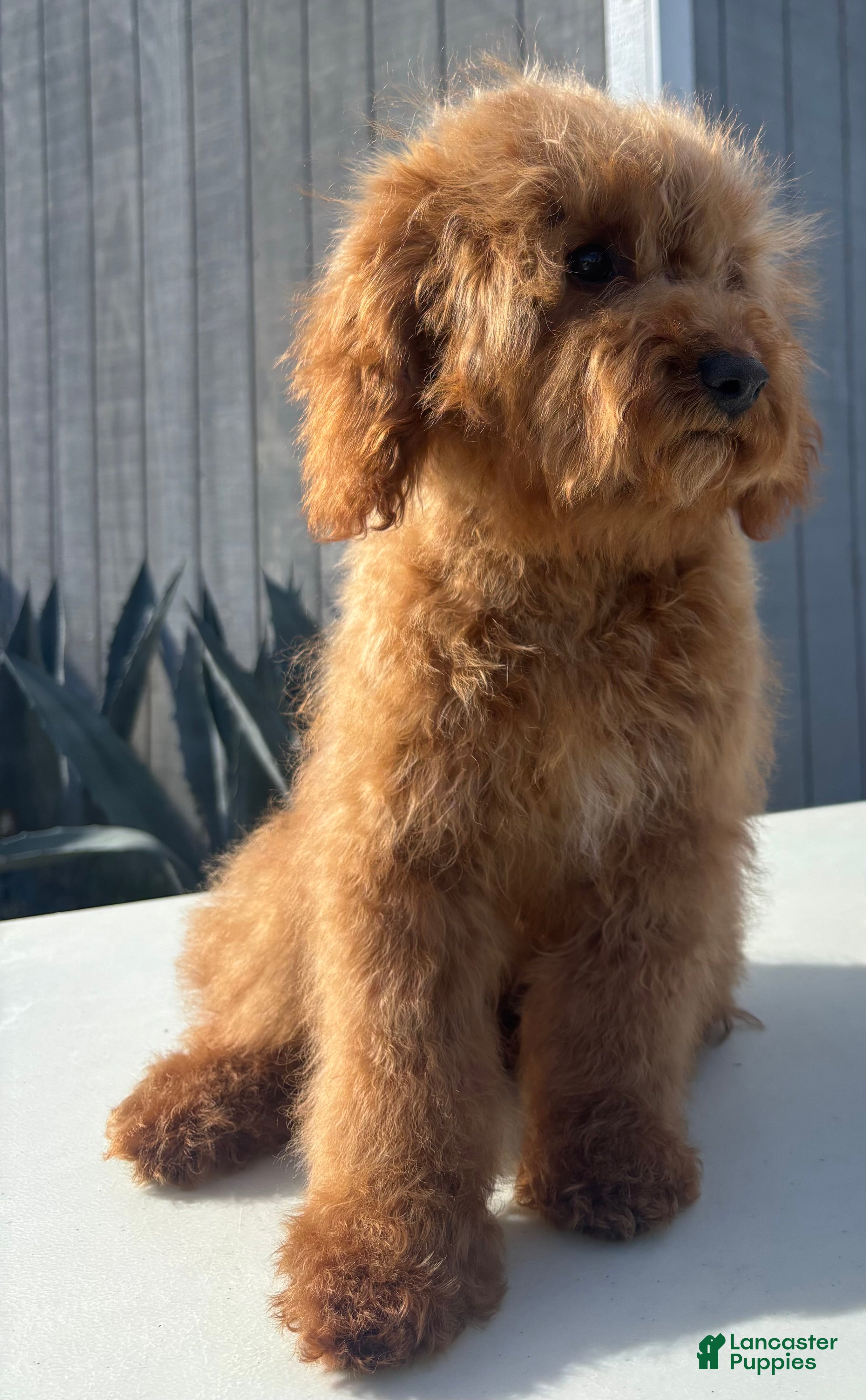 Cavapoo dogs Cavapoo Puppy 1 - Ad 4