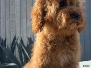 Cavapoo dogs Cavapoo Puppy 1 - Ad 3