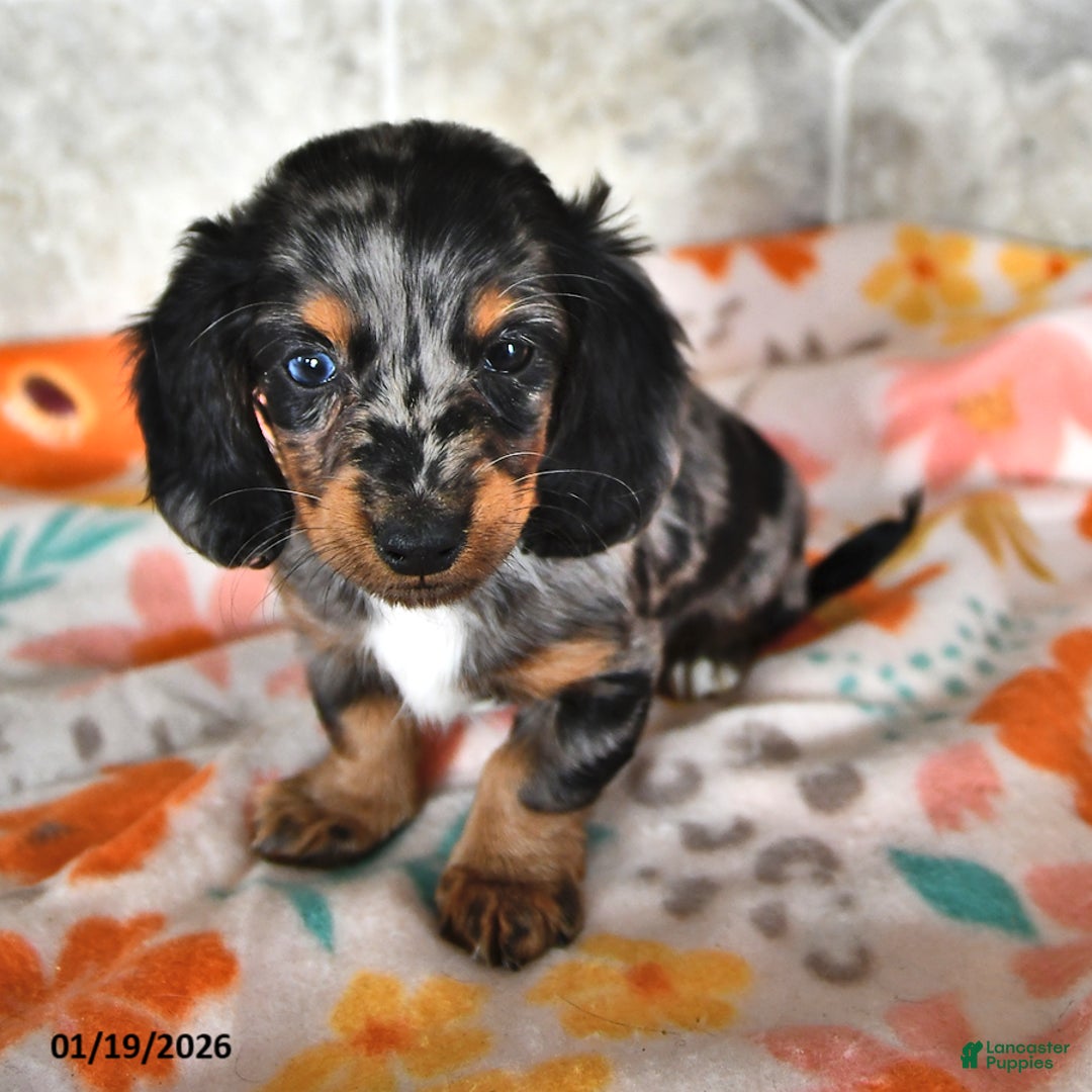 Miniature Dachshund dogs for sale: Rocky - Ad 2