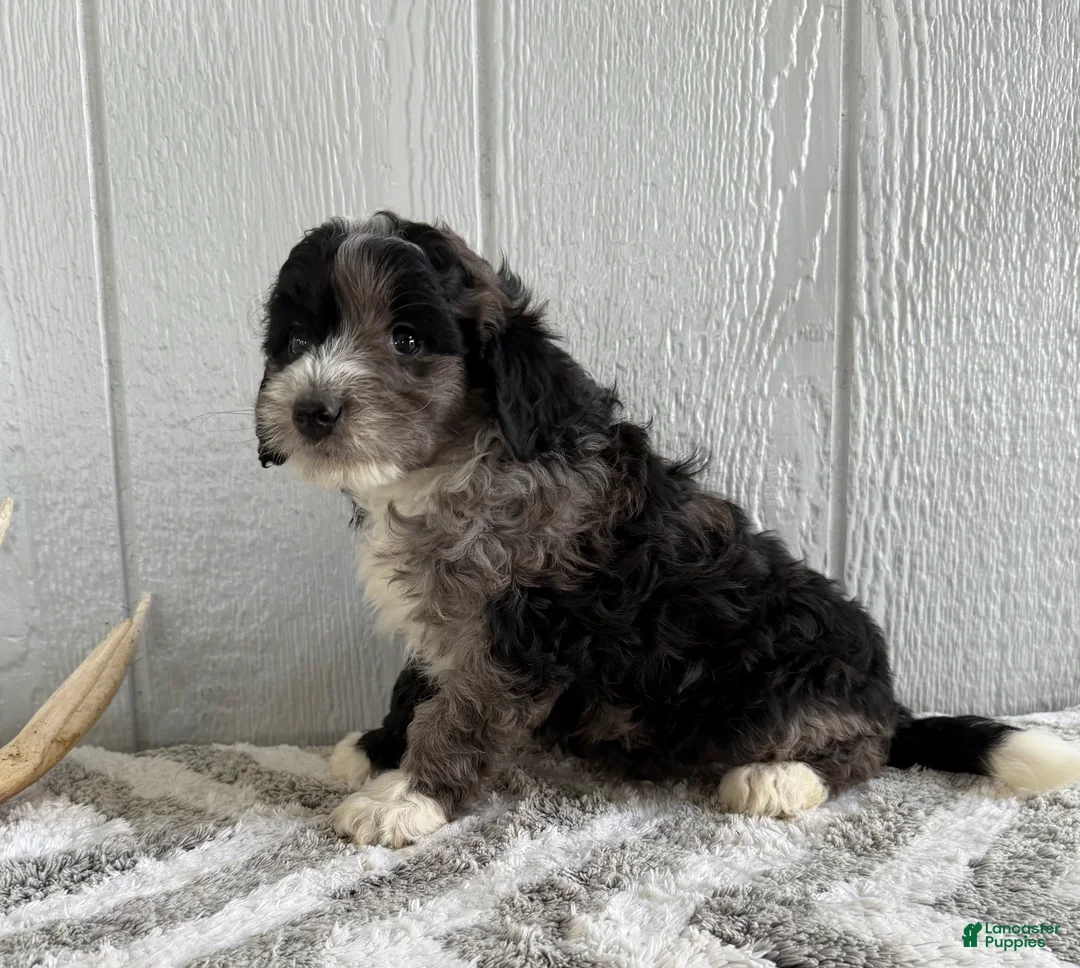 Mini Bernedoodle dogs for sale: Sammy - Ad 5