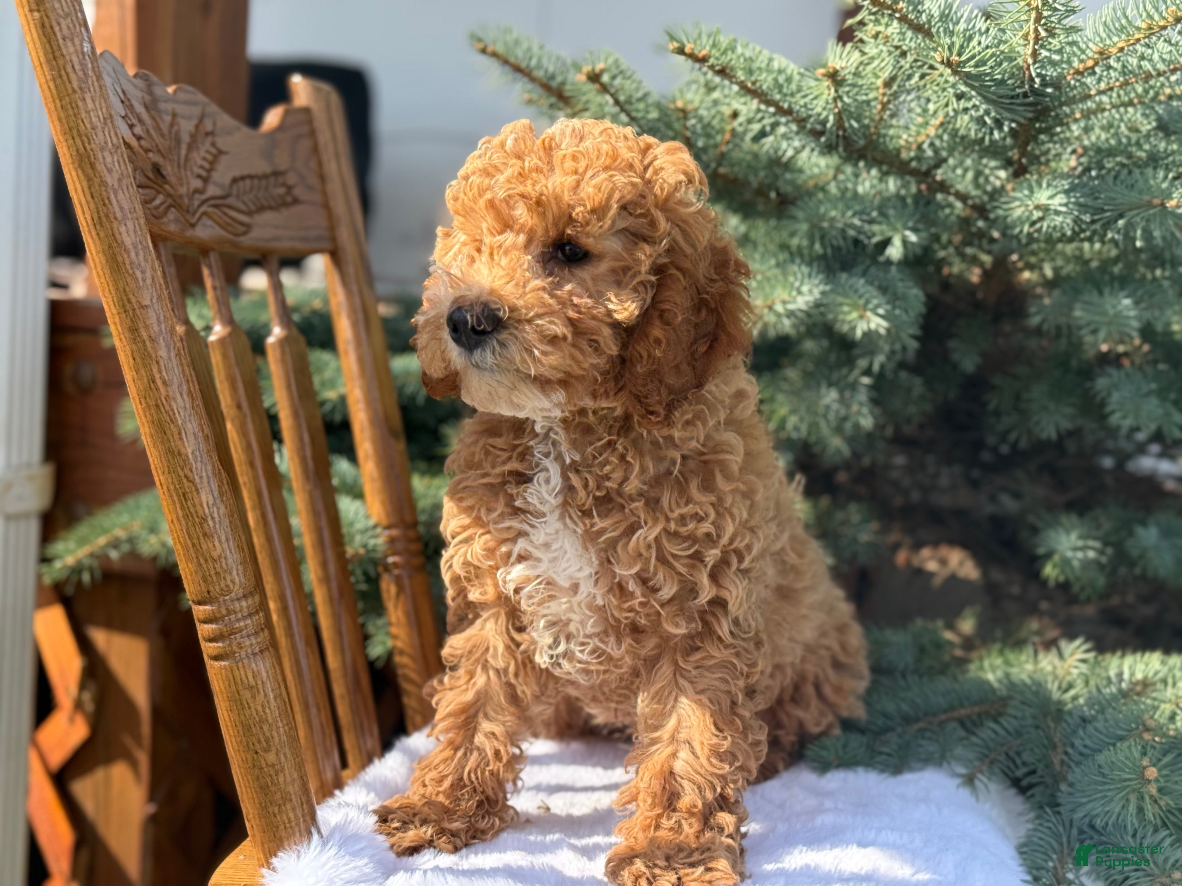 Cavapoo dogs Archer - Ad 2