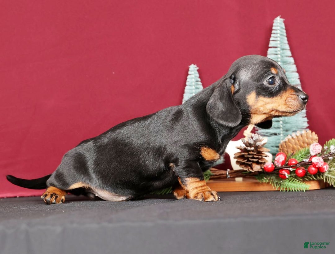 Miniature Dachshund dogs for sale: Noel - Ad 7