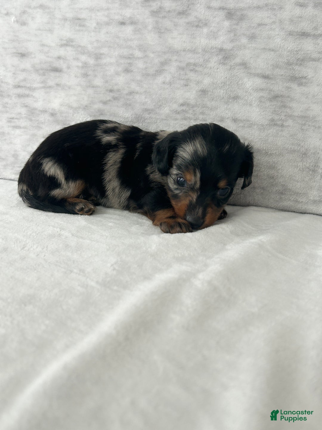 Miniature Dachshund dogs for sale: Wynston the Miniature Dachshund. - Ad 4
